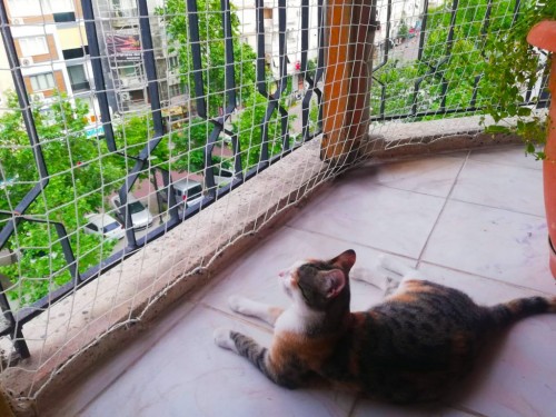 Balkon Kedi Filesi