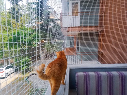Özel Alanlar İçin Kedi Filesi